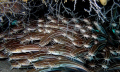   Cats Striped eel catfish under Balena Wreck  